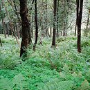 Tilio platyphyllis-Acerion pseudoplatani - górsko-podgórskie zboczowe lasy wilgotne (lipowo-jaworowe)