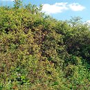 Rubo fruticosi-Prunetum spinosae - zarośla tarninowe