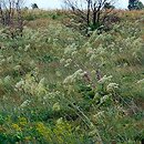 Trifolion medii - ciepłolubne zbiorowiska okrajkowe siedlisk lasów liściastych i mieszanych