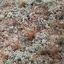 Spergulo-Corynephoretum - murawy szczotlichowe