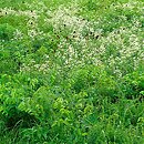 Violo stagninae-Molinietum caeruleae - łąka selernicowa