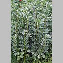 Vicia faba ssp. minor (bobik)