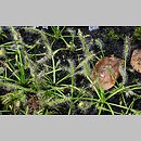 Drosera capensis (rosiczka przylądkowa)