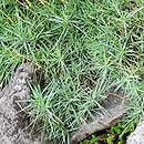 Dianthus petraeus (goździk skalny)
