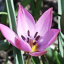 Tulipa humilis (tulipan niski)