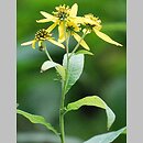Verbesina alternifolia (werbesina wysmukła)