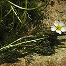 Ranunculus penicillatus (jaskier pędzelkowaty)
