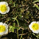 Ranunculus rionii (jaskier Riona)