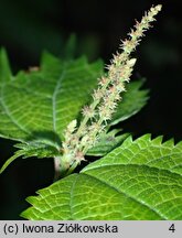 Boehmeria japonica (szczmiel japoński)