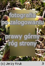 Pedicularis oederi (gnidosz dwubarwny)