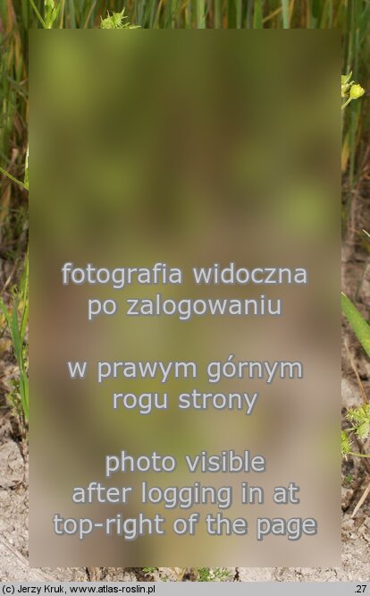 Ranunculus arvensis (jaskier polny)