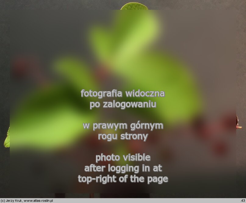 Padus avium (czeremcha zwyczajna)