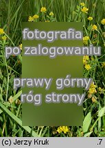 Trifolium patens (koniczyna odstająca)