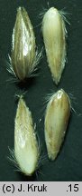 Phalaris arundinacea (mozga trzcinowata)