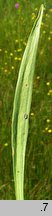 Alisma lanceolatum (żabieniec lancetowaty)