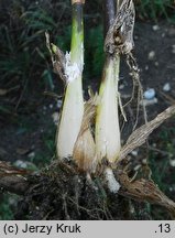 Phleum hubbardii (tymotka kolankowata)