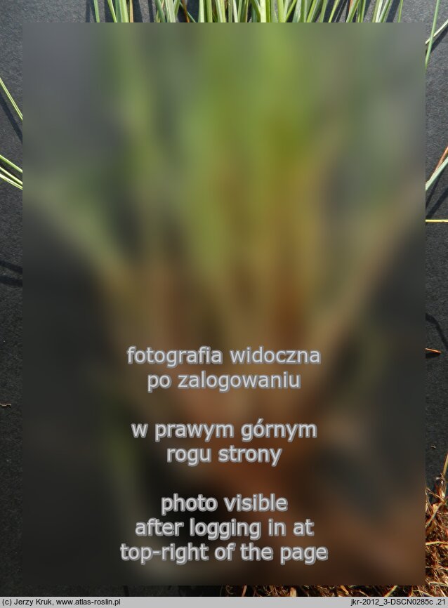 Festuca nigrescens (kostrzewa czarniawa)