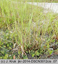 Agrostis gigantea (mietlica olbrzymia)