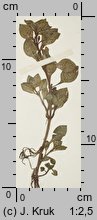 Ludwigia palustris (ludwigia błotna)