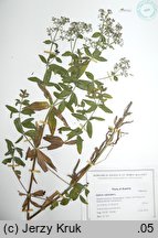 Galium rubioides (przytulia szerokolistna)