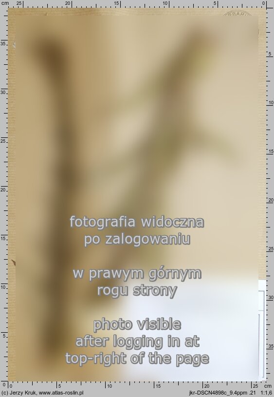 Oenothera punctulata (wiesiołek punktowany)