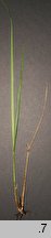 Festuca carpatica (kostrzewa karpacka)