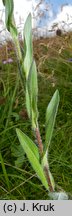 Erigeron alpinus ssp. intermedius (przymiotno alpejskie pośrednie)