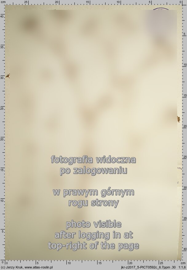 Valerianella abyssinica (roszpunka mieszana)