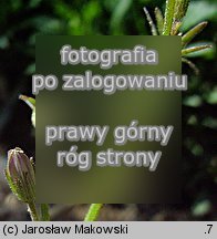 Campanula portenschlagiana (dzwonek dalmatyński)