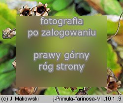 Primula farinosa (pierwiosnek omączony)
