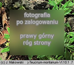 Teucrium montanum (ożanki górskiej)