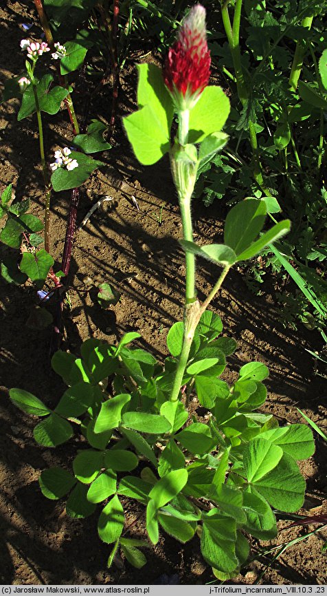 Trifolium incarnatum (koniczyna krwistoczerwona)