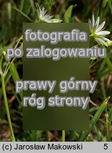 Stellaria graminea (gwiazdnica trawiasta)