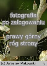 Helichrysum arenarium (kocanki piaskowe)