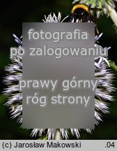 Echinops sphaerocephalus (przegorzan kulisty)