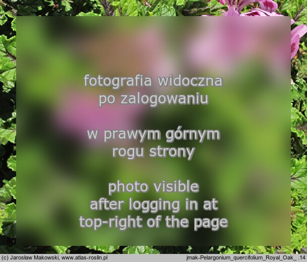 Pelargonium quercifolium (pelargonia dębolistna)