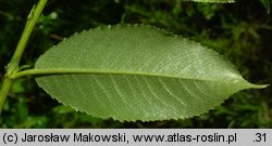 Salix triandra (wierzba trójpręcikowa)
