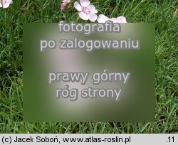 Dianthus gratianopolitanus (goździk siny)