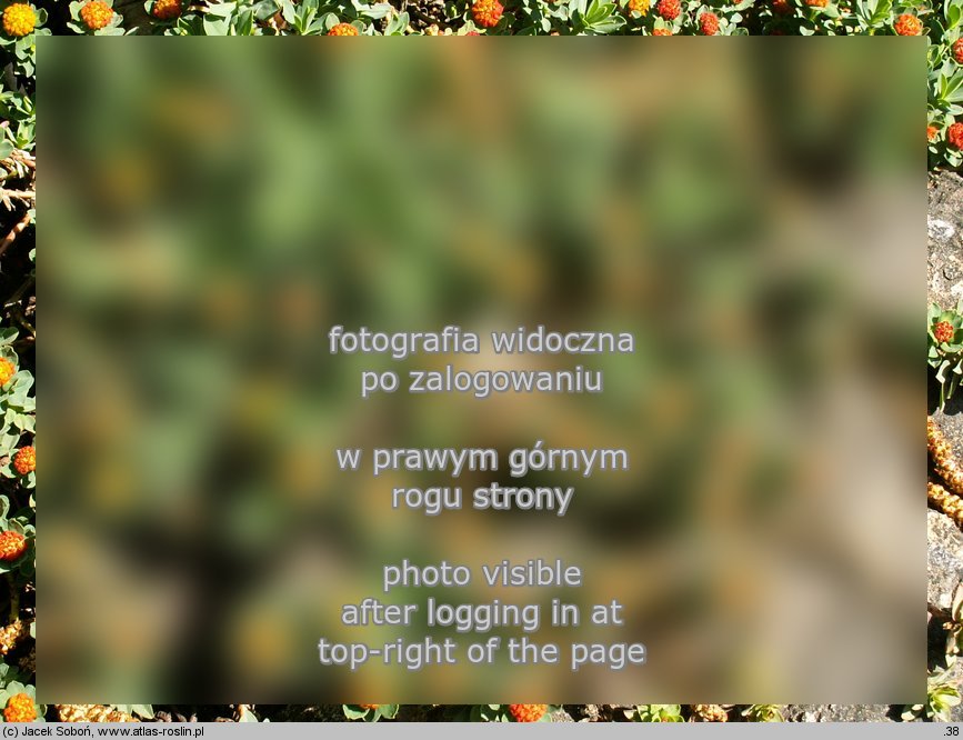 Euphorbia capitulata (wilczomlecz główkowaty)