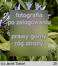 Centaurea mollis (chaber miękkowłosy)