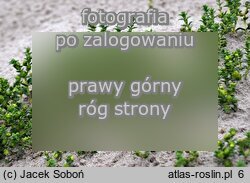 Honckenya peploides (honkenia piaskowa)