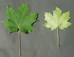 Acer platanoides (klon pospolity)