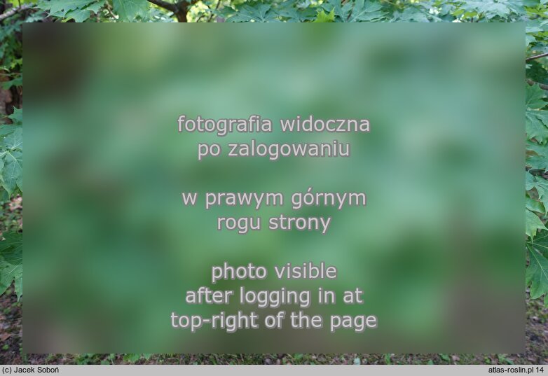 Acer platanoides Palmatifidum