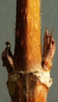 Weigela florida (krzewuszka cudowna)