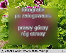 Pelargonium ×grandiflorum (pelargonia wielkokwiatowa)