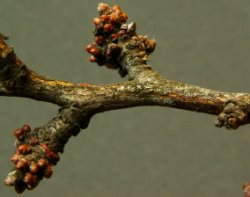 Prunus spinosa (śliwa tarnina)