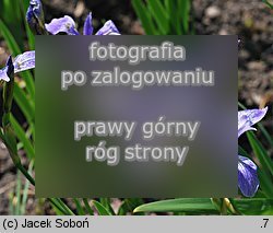 Iris versicolor (kosaciec różnobarwny)