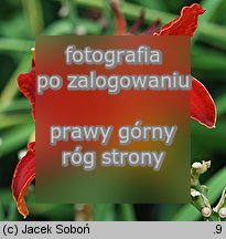 Hemerocallis ×hybrida Jan Paweł II