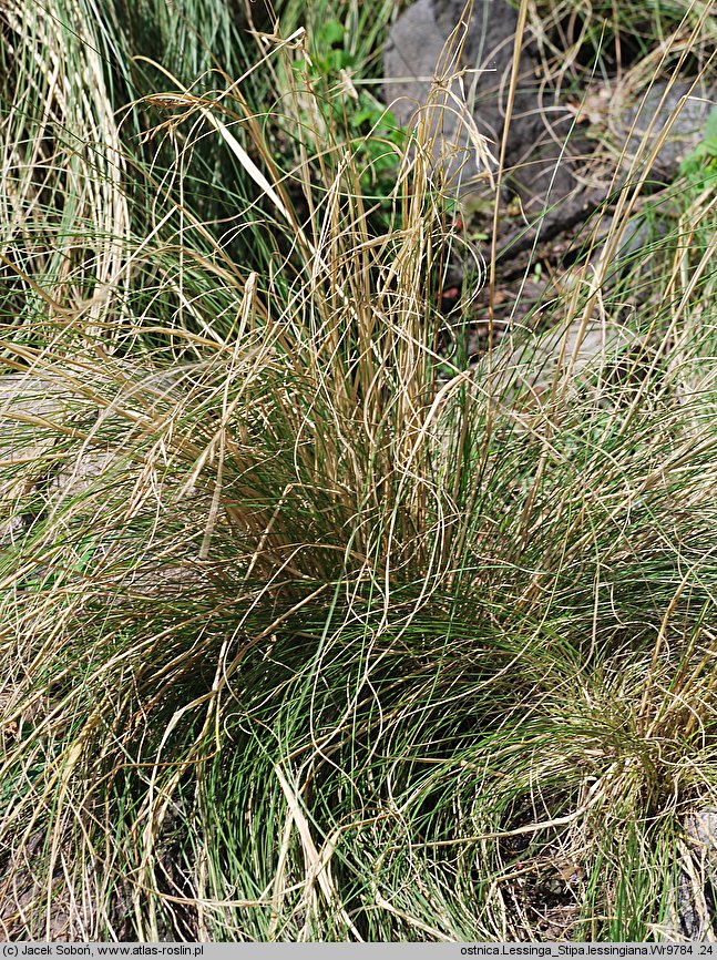 Stipa lessingiana (ostnica Lessinga)