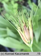 Dianthus cruentus (goździk krwisty)